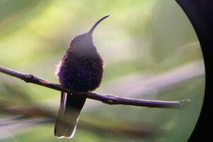 Raro colibrí en Boquete durante una excursión de observación de aves en Panamá