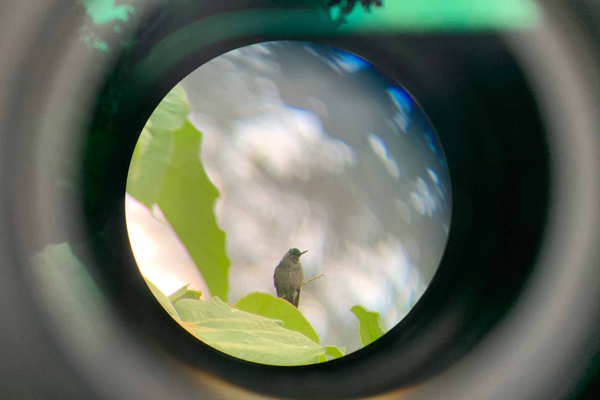 Kolibri in Boquete auf einer Vogelbeobachtungstour in Panama