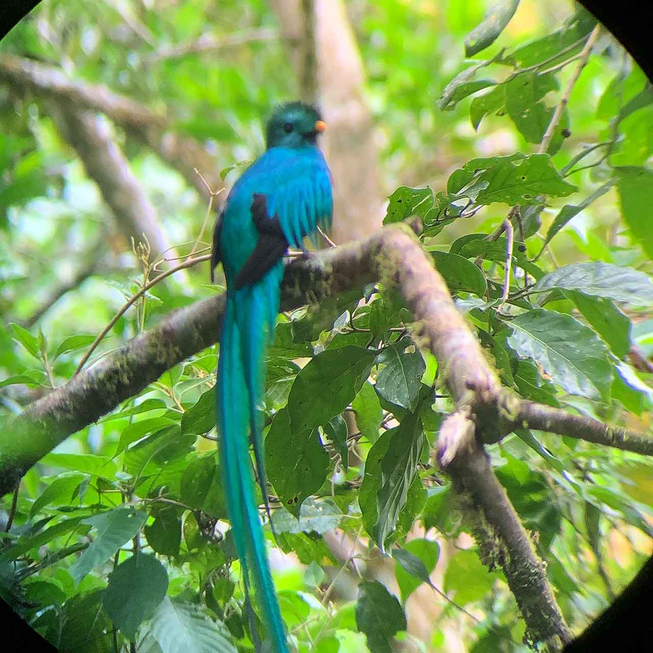 Quetzal-Vogel in Boquete auf einer Vogelbeobachtungstour in Panama